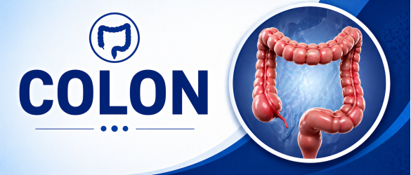 Colon health digestive system treatment and bowel disorder care